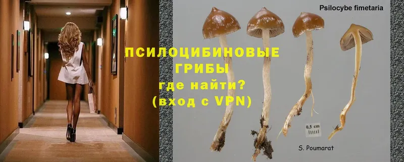 Псилоцибиновые грибы Psilocybe  кракен сайт  Любань 